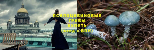 прущие грибы Аркадак